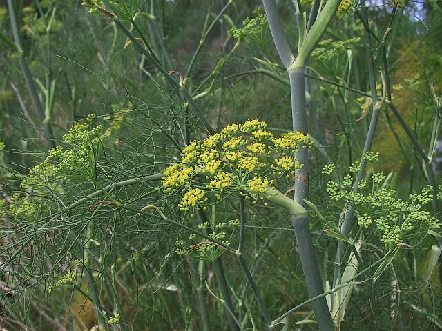 Herbs Celery